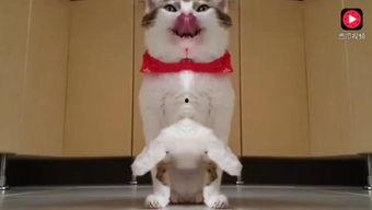 猫猫吃瓜视频合集  第3张